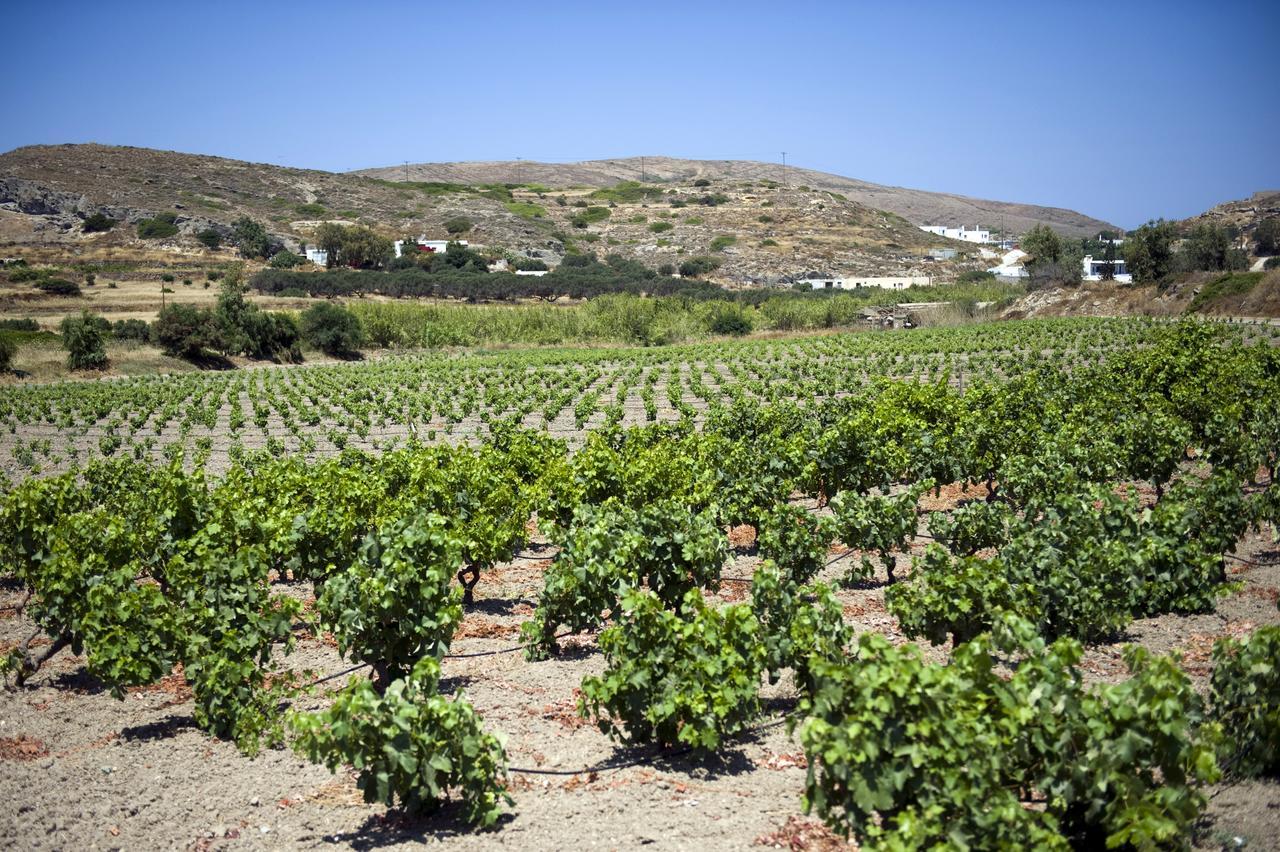 Maison d'hôtes Kostantakis Winery Estate à Pollonia Extérieur photo